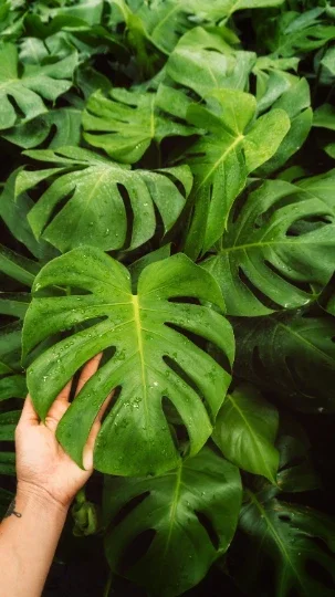 Monstera Deliciosa Plug Live Tropical House Plant Starter - Indoor & Outdoor Monstera Deliciosa Plug Live Tropical House Plant Starter - Indoor & Outdoor - Image 10