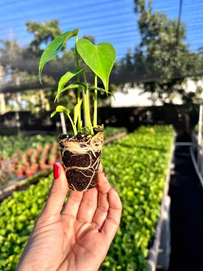 Monstera Deliciosa Plug Live Tropical House Plant Starter - Indoor & Outdoor Monstera Deliciosa Plug Live Tropical House Plant Starter - Indoor & Outdoor - Image 4
