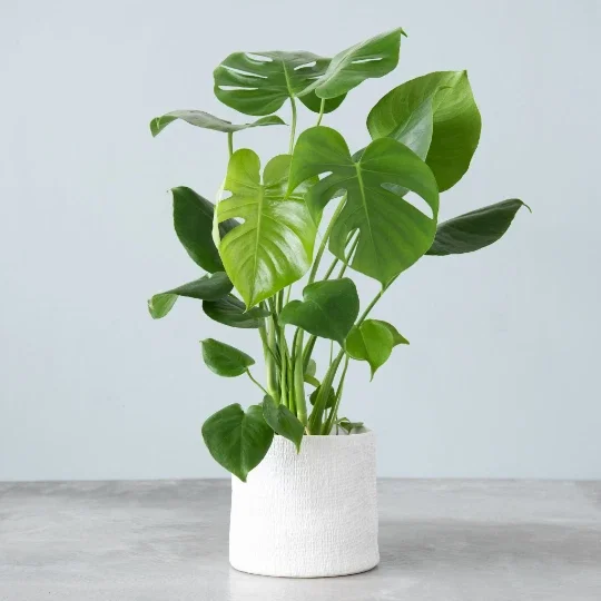 Monstera Deliciosa Plug Live Tropical House Plant Starter - Indoor & Outdoor Monstera Deliciosa Plug Live Tropical House Plant Starter - Indoor & Outdoor - Image 5