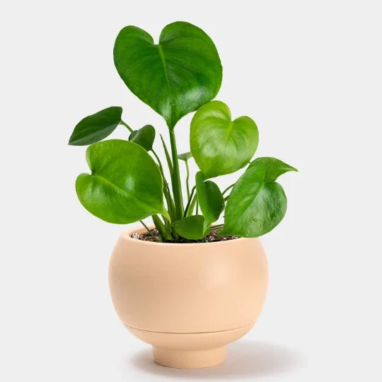 Monstera Deliciosa Plug Live Tropical House Plant Starter - Indoor & Outdoor Monstera Deliciosa Plug Live Tropical House Plant Starter - Indoor & Outdoor - Image 8