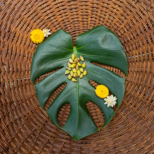 Monstera Deliciosa Seeds – Fresh 10 Count Batch – Tropical Split Leaf Plant Monstera Deliciosa Seeds – Fresh 10 Count Batch – Tropical Split Leaf Plant - Image 3
