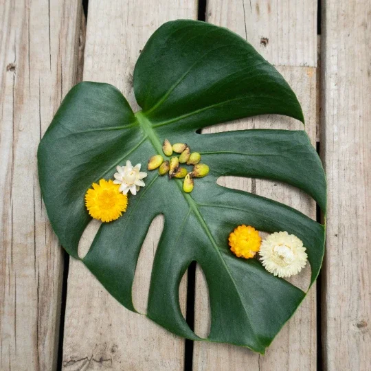 Monstera Deliciosa Seeds – Fresh 10 Count Batch – Tropical Split Leaf Plant Monstera Deliciosa Seeds – Fresh 10 Count Batch – Tropical Split Leaf Plant - Image 4