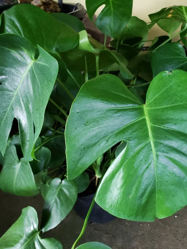 Monstera Deliciosa Swiss Cheese Plant - Live Houseplant - Indoor Decor - Image 2