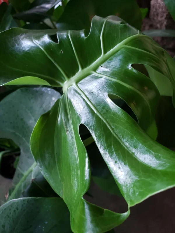 Monstera Deliciosa Swiss Cheese Plant - Live Houseplant - Indoor Decor Monstera Deliciosa Swiss Cheese Plant - Live Houseplant - Indoor Decor - Image 3
