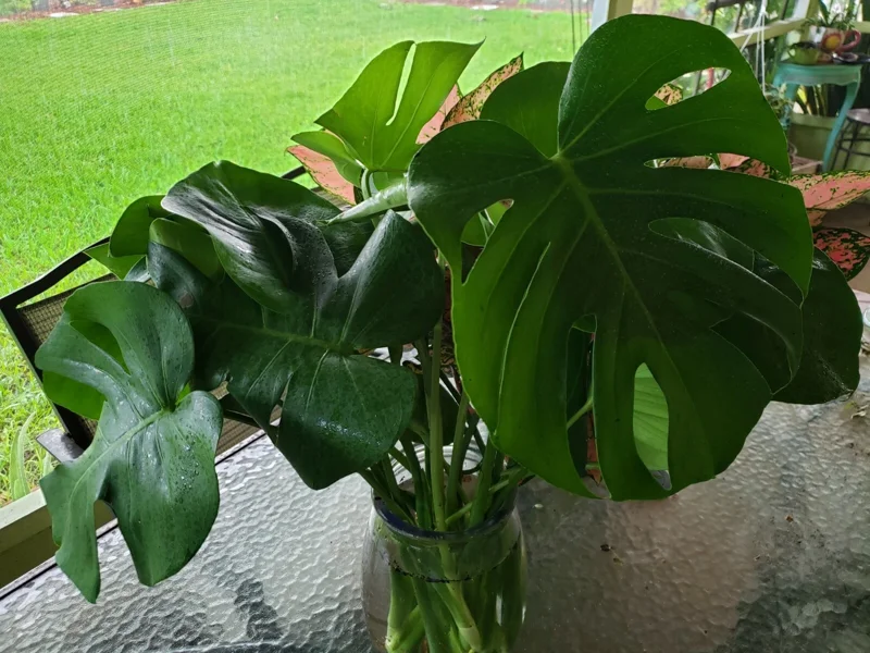 Monstera Deliciosa Swiss Cheese Plant - Live Houseplant - Indoor Decor Monstera Deliciosa Swiss Cheese Plant - Live Houseplant - Indoor Decor - Image 4