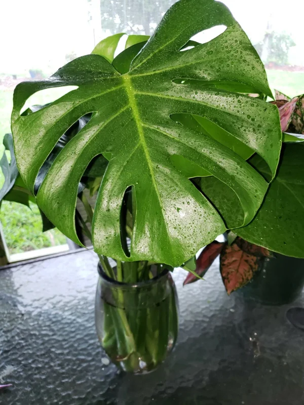 Monstera Deliciosa Swiss Cheese Plant - Live Houseplant - Indoor Decor - Image 1