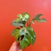Monstera Ginny Live Plant – Mini Split Leaf Houseplant – 4 inch Pot – Indoor Monstera Ginny Live Plant – Mini Split Leaf Houseplant – 4 inch Pot – Indoor - Image 1
