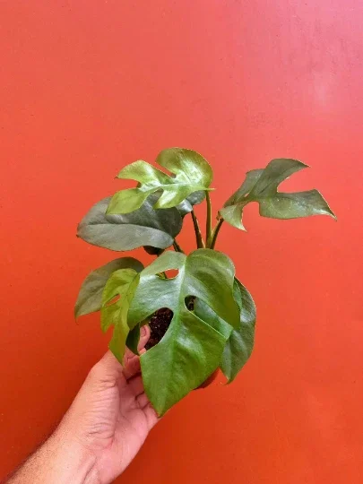 Monstera Ginny Live Plant – Mini Split Leaf Houseplant – 4 inch Pot – Indoor - Image 1
