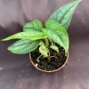 Monstera Siltepecana Live Plant - 2 Rooted Plants in 3-inch Pot - Easy Care Houseplant Monstera Siltepecana Live Plant - 2 Rooted Plants in 3-inch Pot - Easy Care Houseplant - Image 1