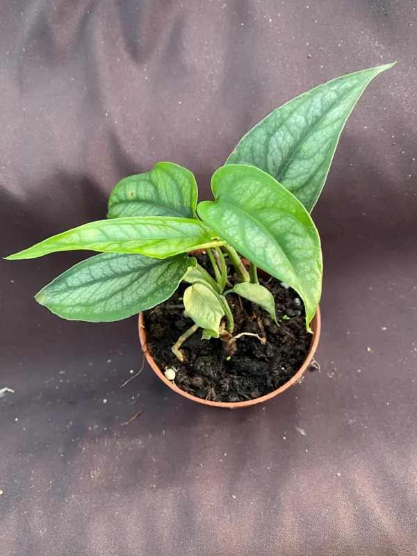 Monstera Siltepecana Live Plant - 2 Rooted Plants in 3-inch Pot - Easy Care Houseplant - Image 1