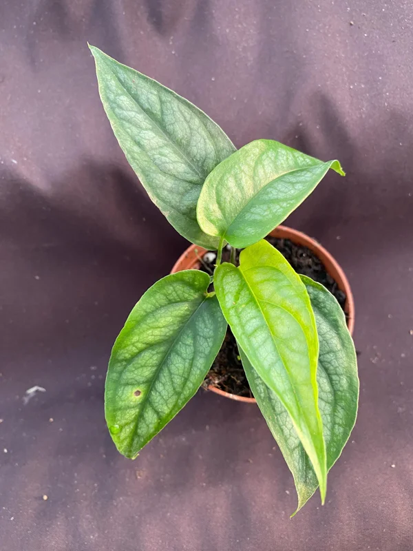 Monstera Siltepecana Live Plant - 2 Rooted Plants in 3-inch Pot - Easy Care Houseplant - Image 2