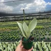 Moonshine Sansevieria Silver Snake Plant Live Houseplant – 4 inch Pot Moonshine Sansevieria Silver Snake Plant Live Houseplant – 4 inch Pot - Image 1