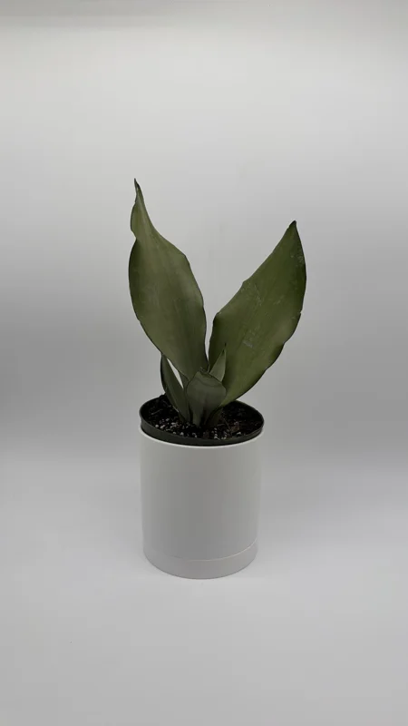 Moonshine Snake Plant Live Plant – 6 inch Pot – Silver Sansevieria – Indoor Moonshine Snake Plant Live Plant – 6 inch Pot – Silver Sansevieria – Indoor - Image 2