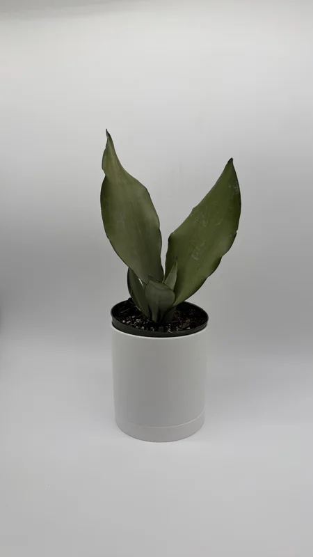 Moonshine Snake Plant Live Plant – 6 inch Pot – Silver Sansevieria – Indoor Moonshine Snake Plant Live Plant – 6 inch Pot – Silver Sansevieria – Indoor - Image 3