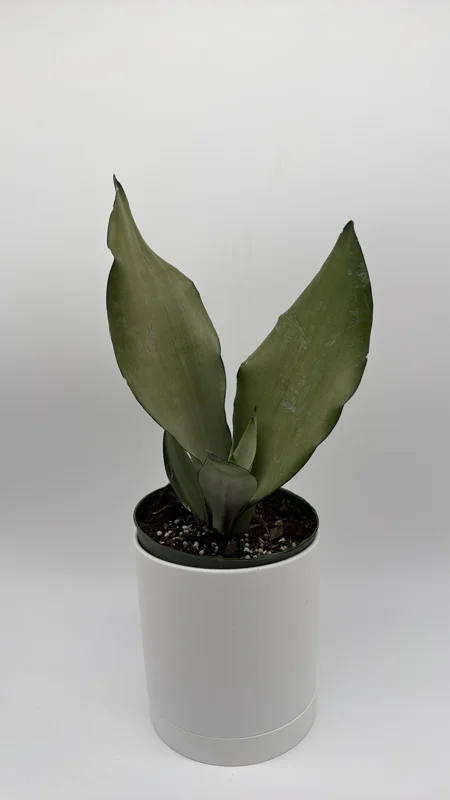 Moonshine Snake Plant Live Plant – 6 inch Pot – Silver Sansevieria – Indoor Moonshine Snake Plant Live Plant – 6 inch Pot – Silver Sansevieria – Indoor - Image 4