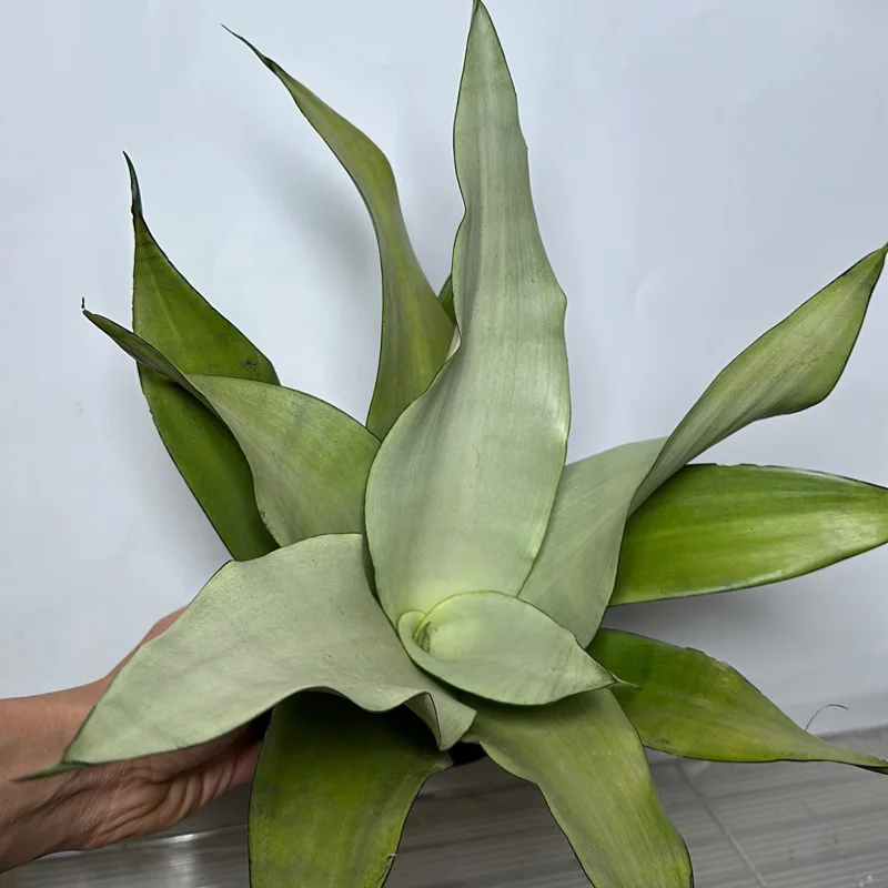 Moonshine Snake Plant Live Plant – 6 inch Pot – Silver Sansevieria – Indoor Moonshine Snake Plant Live Plant – 6 inch Pot – Silver Sansevieria – Indoor - Image 5