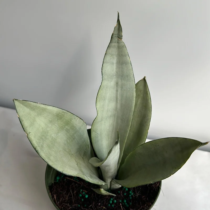 Moonshine Snake Plant Live Plant – 6 inch Pot – Silver Sansevieria – Indoor Moonshine Snake Plant Live Plant – 6 inch Pot – Silver Sansevieria – Indoor - Image 6