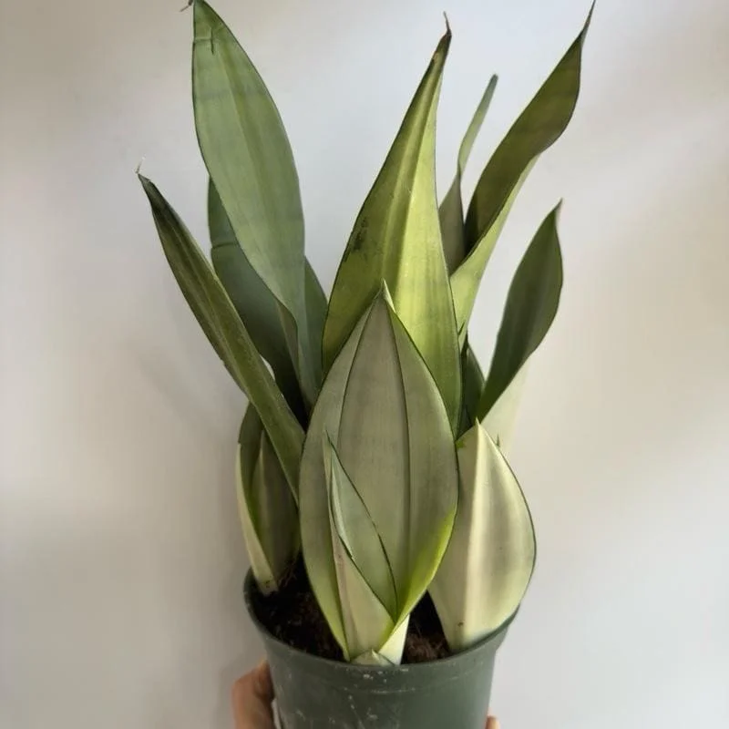 Moonshine Snake Plant Live Plant – 6 inch Pot – Silver Sansevieria – Indoor Moonshine Snake Plant Live Plant – 6 inch Pot – Silver Sansevieria – Indoor - Image 1