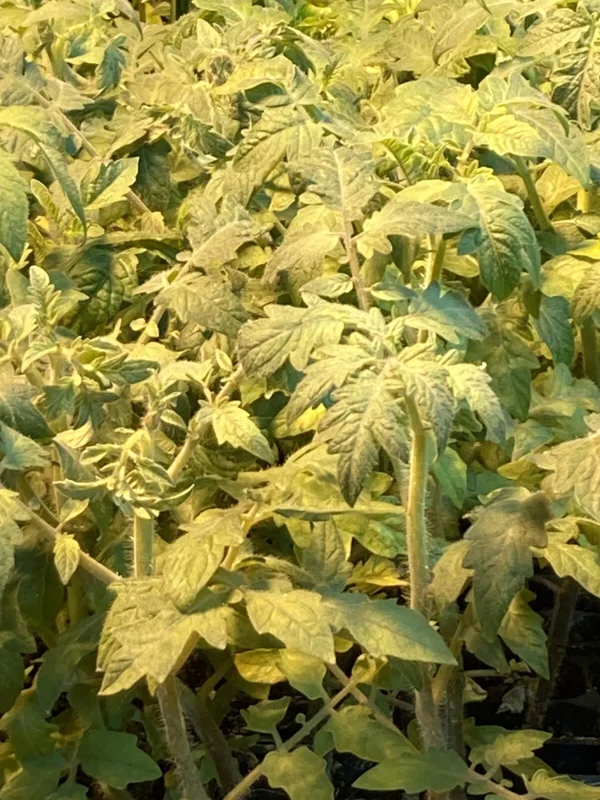 Mortgage Lifter Tomato Live Plants - 2 Pack, 6-10 Inches Tall, Vegetative Stage Mortgage Lifter Tomato Live Plants - 2 Pack, 6-10 Inches Tall, Vegetative Stage - Image 1