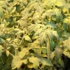 Mortgage Lifter Tomato Live Plants – 4-Pack, 6-10 Inches Tall – Vegetable - Image 1