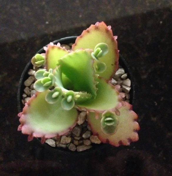 Mother of Millions and Mother of Thousands Live Plant Combo - 4 Pot Set Mother of Millions and Mother of Thousands Live Plant Combo - 4 Pot Set - Image 3