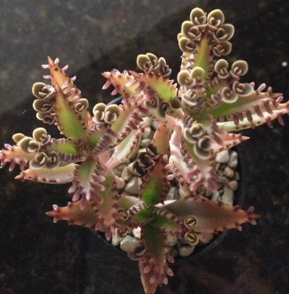 Mother of Millions and Mother of Thousands Live Plant Combo - 4 Pot Set Mother of Millions and Mother of Thousands Live Plant Combo - 4 Pot Set - Image 4