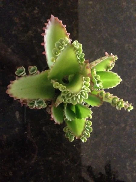 Mother of Millions and Mother of Thousands Live Plant Combo - 4 Pot Set Mother of Millions and Mother of Thousands Live Plant Combo - 4 Pot Set - Image 5