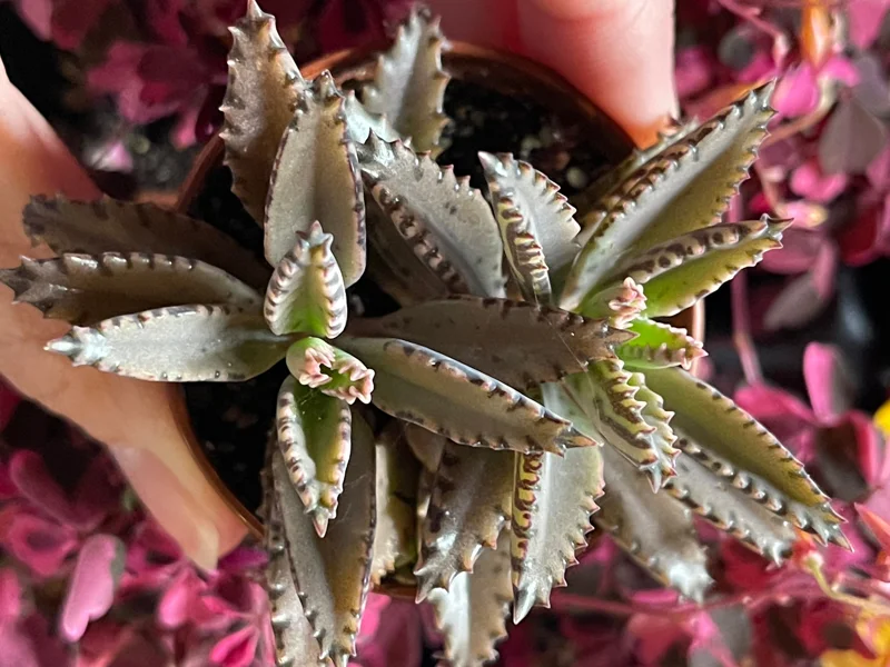 Mother of Millions and Mother of Thousands Live Plant Combo - 4 Pot Set Mother of Millions and Mother of Thousands Live Plant Combo - 4 Pot Set - Image 6