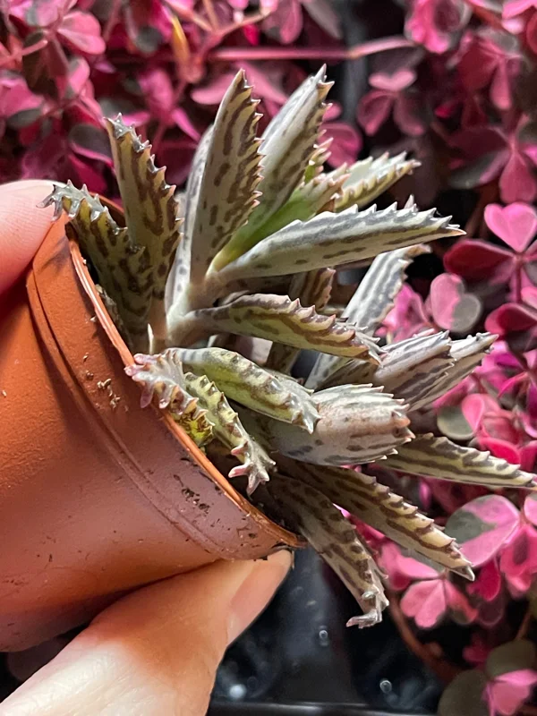 Mother of Millions and Mother of Thousands Live Plant Combo - 4 Pot Set Mother of Millions and Mother of Thousands Live Plant Combo - 4 Pot Set - Image 7