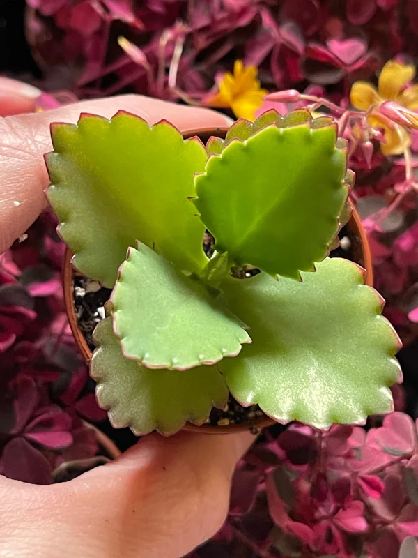 Mother of Millions and Mother of Thousands Live Plant Combo - 4 Pot Set Mother of Millions and Mother of Thousands Live Plant Combo - 4 Pot Set - Image 8