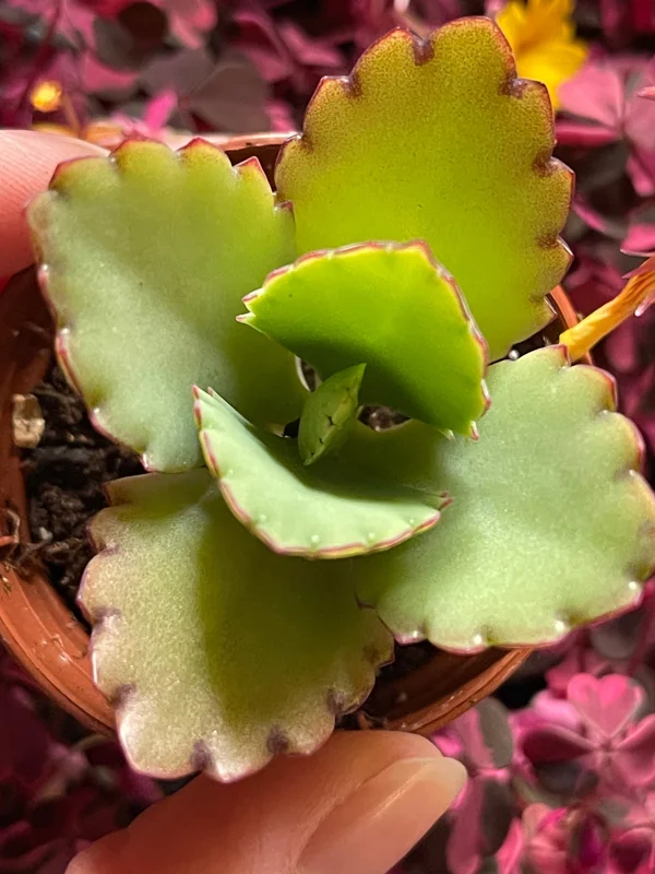 Mother of Millions and Mother of Thousands Live Plant Combo - 4 Pot Set Mother of Millions and Mother of Thousands Live Plant Combo - 4 Pot Set - Image 9
