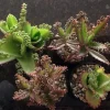 Mother of Millions and Mother of Thousands Live Plant Combo - 4 Pot Set Mother of Millions and Mother of Thousands Live Plant Combo - 4 Pot Set - Image 1