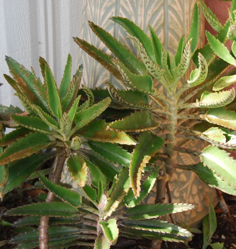Mother of Thousands Live Plant - Kalanchoe Succulent - Easy Care Houseplant Mother of Thousands Live Plant - Kalanchoe Succulent - Easy Care Houseplant - Image 3