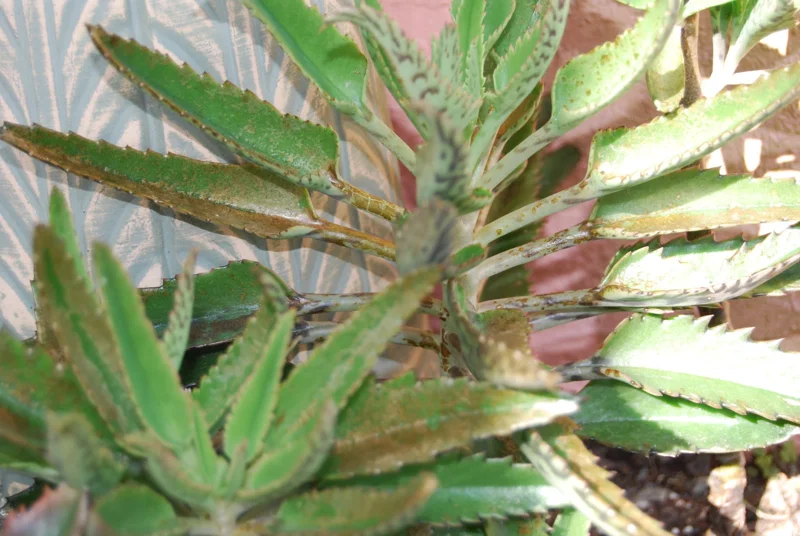 Mother of Thousands Live Plant - Kalanchoe Succulent - Easy Care Houseplant Mother of Thousands Live Plant - Kalanchoe Succulent - Easy Care Houseplant - Image 4