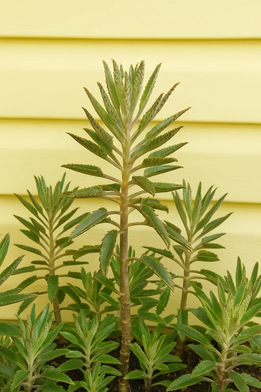 Mother of Thousands Live Plant - Kalanchoe Succulent - Easy Care Houseplant Mother of Thousands Live Plant - Kalanchoe Succulent - Easy Care Houseplant - Image 5