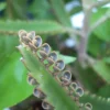 Mother of Thousands Live Plant - Kalanchoe Succulent - Easy Care Houseplant - Image 1