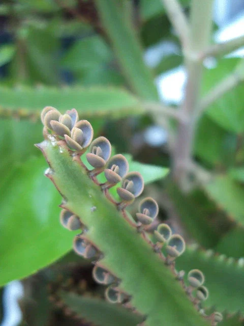 Mother of Thousands Live Plant - Kalanchoe Succulent - Easy Care Houseplant - Image 1