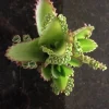 Mother of Thousands Plant Live – Kalanchoe Hortagel Succulent – Unique Indoor/Outdoor - Image 1