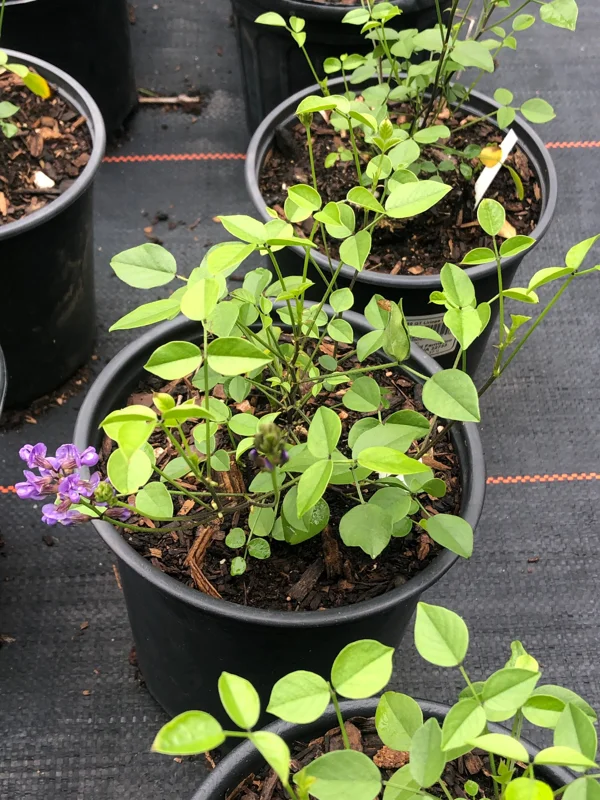 Mountain Pea Orbexilum Live Plant – 1 Gallon – Outdoor Shrub - Image 2