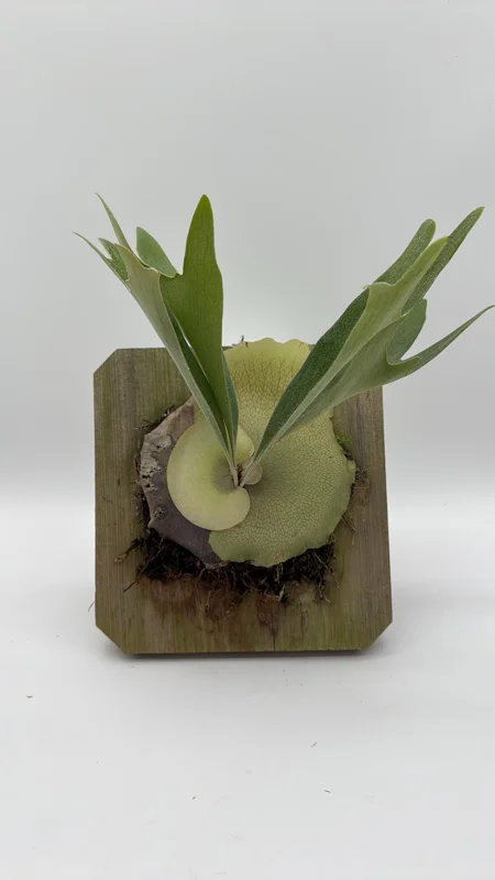Mounted Staghorn Fern Live Plant - Platycerium Alcicorne Wall Art Indoor - Image 2