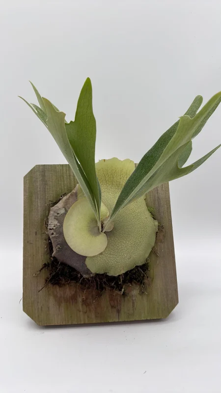 Mounted Staghorn Fern Live Plant - Platycerium Alcicorne Wall Art Indoor Mounted Staghorn Fern Live Plant - Platycerium Alcicorne Wall Art Indoor - Image 3