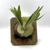 Mounted Staghorn Fern Live Plant - Platycerium Alcicorne Wall Art Indoor Mounted Staghorn Fern Live Plant - Platycerium Alcicorne Wall Art Indoor - Image 1