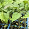 Mr. Stripey Tomato Live Plants - 2 Pack, 6-10 Inches, 60+ Days Old Mr. Stripey Tomato Live Plants - 2 Pack, 6-10 Inches, 60+ Days Old - Image 1