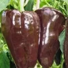 Mulato Isleno Chocolate Chili Live Plants - Lot of 3 Hot Pepper Plants, 1000 SHU - Image 1