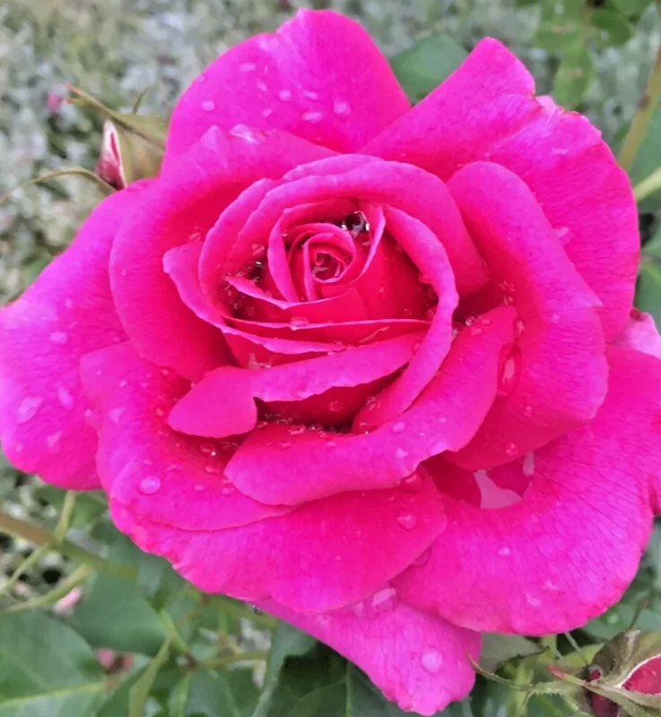 Multicolored Rose Bush Live Plant 1-2' Tall - Yellow, Pink, Red Flowers Multicolored Rose Bush Live Plant 1-2' Tall - Yellow, Pink, Red Flowers - Image 2