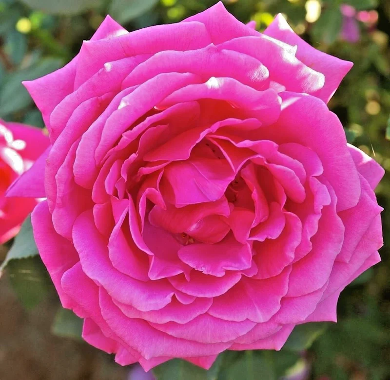 Multicolored Rose Bush Live Plant 1-2' Tall - Yellow, Pink, Red Flowers Multicolored Rose Bush Live Plant 1-2' Tall - Yellow, Pink, Red Flowers - Image 3