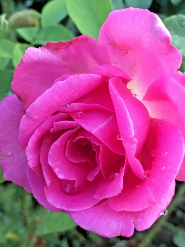 Multicolored Rose Bush Live Plant 1-2' Tall - Yellow, Pink, Red Flowers Multicolored Rose Bush Live Plant 1-2' Tall - Yellow, Pink, Red Flowers - Image 4