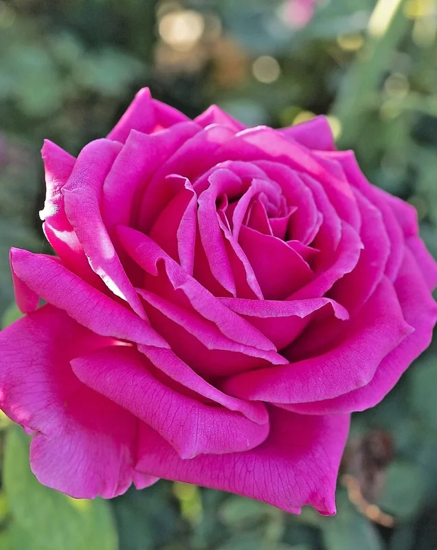 Multicolored Rose Bush Live Plant 1-2' Tall - Yellow, Pink, Red Flowers Multicolored Rose Bush Live Plant 1-2' Tall - Yellow, Pink, Red Flowers - Image 5