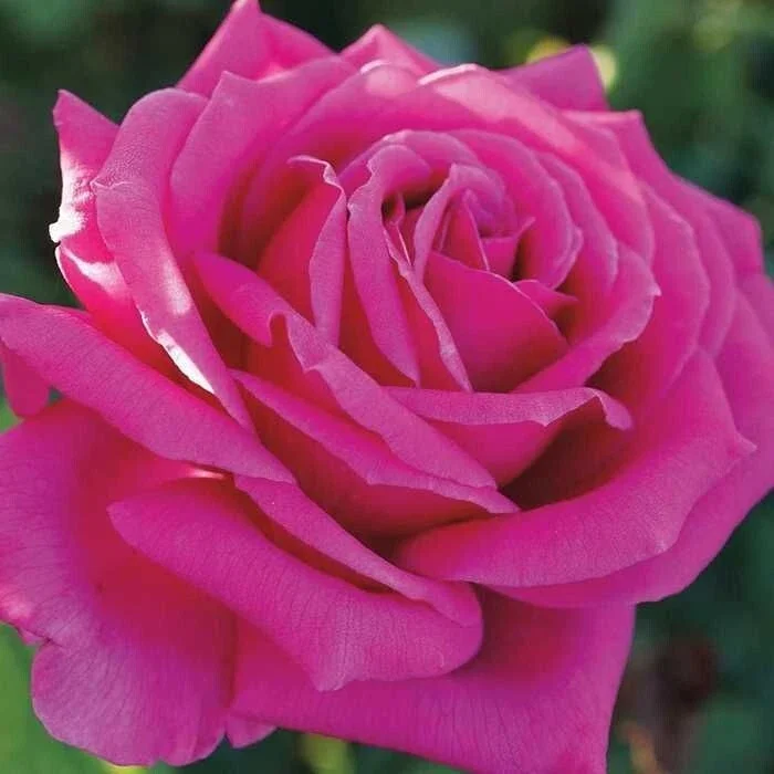 Multicolored Rose Bush Live Plant 1-2' Tall - Yellow, Pink, Red Flowers Multicolored Rose Bush Live Plant 1-2' Tall - Yellow, Pink, Red Flowers - Image 6