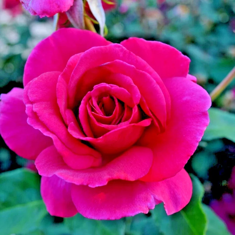 Multicolored Rose Bush Live Plant 1-2' Tall - Yellow, Pink, Red Flowers Multicolored Rose Bush Live Plant 1-2' Tall - Yellow, Pink, Red Flowers - Image 1